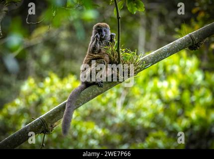 Lemur di bambù grigio nelle foreste pluviali del Parco Nazionale di Andasibe nel Madagascar orientale Foto Stock