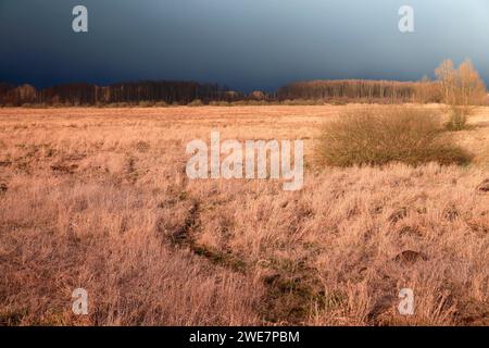 Umori leggeri sopra una brughiera, temporali che si avvicinano alla brughiera, parco naturale Flusslandschaft Peenetal, Mecklenburg-Vorpommern, Germania Foto Stock