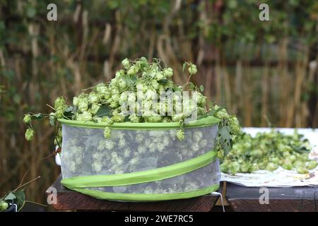 Salta i rami con coni e foglie verdi in un cestello per asciugare. Ingrediente per preparare la birra. Birra Foto Stock