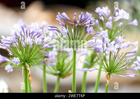 Agapanthus africanus, comunemente noto come giglio africano Foto Stock