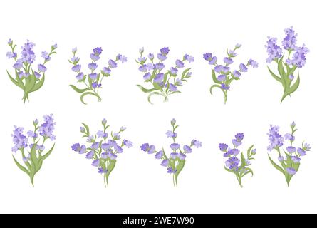 Set di mazzi di fiori di lavanda. Illustrazione vettoriale isolata su sfondo bianco. Illustrazione vettoriale Illustrazione Vettoriale