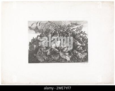 Piante e foglie, Carl Wilhelm Kolbe (i), 1767 - 1835 stampa forse uno studio delle piante, compreso il grande burdock, conosciuto con il nome latino "Arctium Lappa". piante inferiori per l'incisione della carta Foto Stock