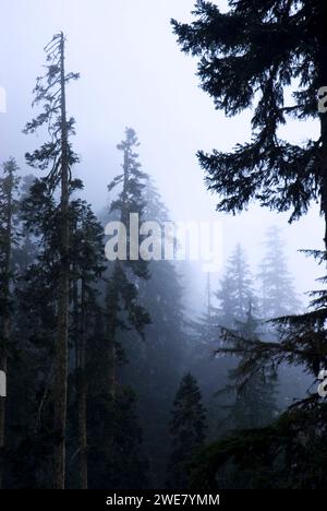 Foresta nebbia nel bacino idrico del Coal Creek, Mt Baker-Snoqualmie National Forest, Washington Foto Stock