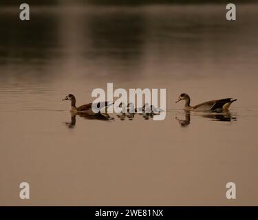 Famiglia d'oca egiziana (Alopochen aegyptiaca) con imbrattamenti che nuotano nel lago al crepuscolo presso i laghi al Qudra di Dubai, Emirati Arabi Uniti. Foto Stock