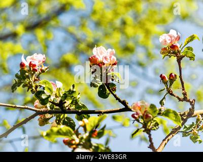 il melo in fiore in primavera su uno sfondo blu Foto Stock