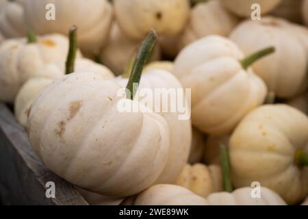 Zucche bianche in miniatura in un palo. Sfondo zucche. Messa a fuoco morbida. Foto Stock