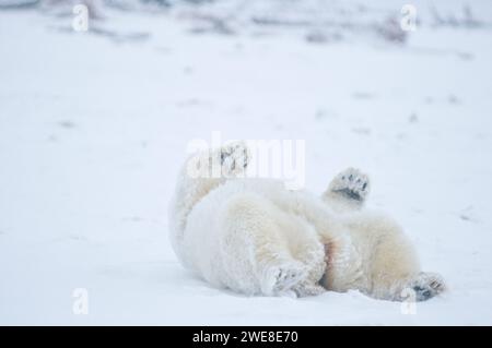 L'orso polare Ursus maritimus scrofa di grandi dimensioni rotola e pulisce la sua pelliccia sul ghiaccio appena formato durante il congelamento autunnale 1002 ANWR Kaktovik Barter AK Foto Stock