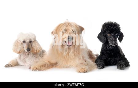 Pyrenean Sheepdog e scarabocchi di fronte a sfondo bianco Foto Stock