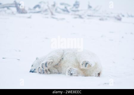 L'orso polare Ursus maritimus scrofa di grandi dimensioni rotola e pulisce la sua pelliccia sul ghiaccio appena formato durante il congelamento autunnale 1002 ANWR Kaktovik Barter AK Foto Stock