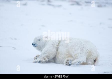 L'orso polare Ursus maritimus scrofa di grandi dimensioni rotola e pulisce la sua pelliccia sul ghiaccio appena formato durante il congelamento autunnale 1002 ANWR Kaktovik Barter AK Foto Stock