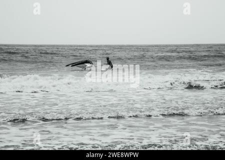 Wing Surfer a Saundersfoot, Galles del Sud Foto Stock