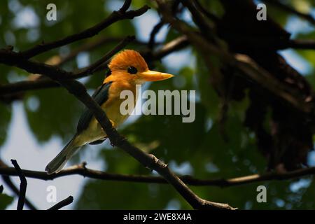 kingfisher a becco giallo o Syma torotoro visto a Nimbokrang nella Papua Occidentale Foto Stock