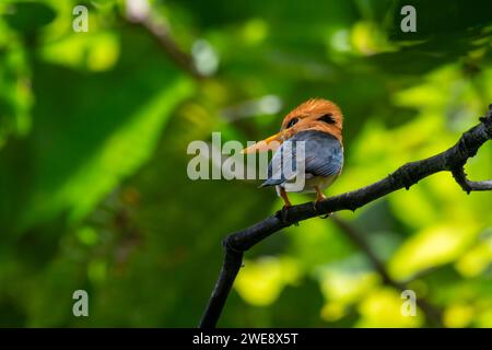 kingfisher a becco giallo o Syma torotoro visto a Nimbokrang nella Papua Occidentale Foto Stock