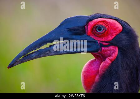 Southern Ground Hornbill (Bucorvus leadbeateri) ritratto, Masai Mara National Reserve, Kenya, Africa orientale Foto Stock