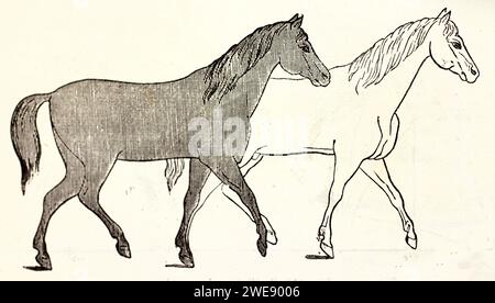Incisione che mostra le fasi dell'andatura di deambulazione in due cavalli, vista laterale con stile minimalista. Pubblicato nel 1878. Foto Stock