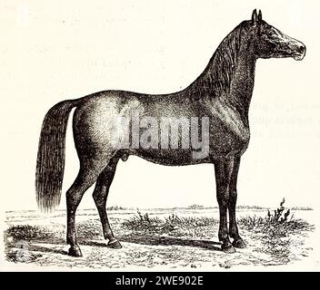 Vecchia illustrazione incisa del cavallo di Frederiksborger. Di autore sconosciuto, pubblicato su Brehm, Les Mammifers, Baillière et fils, Parigi, 1878 Foto Stock