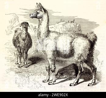 Vecchia illustrazione incisa di Llama. Creato da Kretschmer e Illner, pubblicato su Brehm, Les Mammifers, Baillière et fils, Parigi, 1878 Foto Stock