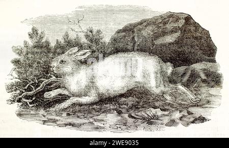 Vecchia illustrazione incisa di Mountain Hare in einter pelage. Creato da Ktretschmer e Illner, pubblicato su Brehm, Les Mammifers, Baillière et fils, Foto Stock