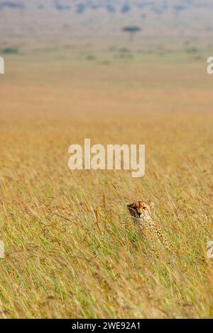 Cheetah (Acinonyx jubatus) nel paesaggio savana erboso, riserva nazionale Masai Mara, Kenya, Africa orientale Foto Stock