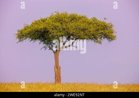 Lone Acacia Tree sulla savana, Masai Mara National Reserve, Kenya, Africa orientale Foto Stock
