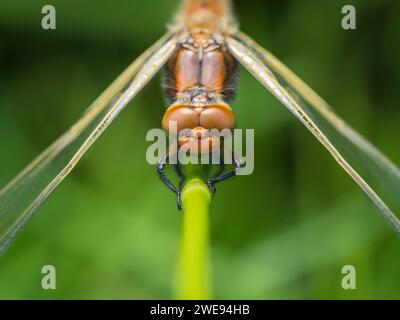 Recentemente emerse scarso Chaser (Libellula fulva), River Great Ouse, Cambridgeshire, Inghilterra, Regno Unito Foto Stock