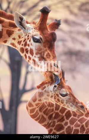 Il momento tenero di una giraffa madre che lecca la sua giovane giraffa. Foto scattate nello zoo. Foto Stock