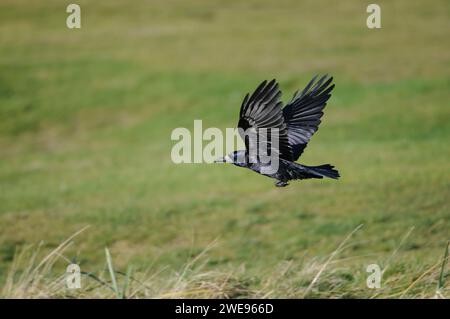 Rook Corvus frugilegus, in volo su terreni agricoli, novembre. Foto Stock