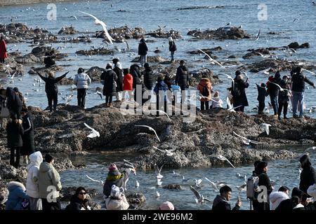 Qingdao, provincia cinese di Shandong. 24 gennaio 2024. I turisti visitano il punto panoramico del ponte Zhanqiao a Qingdao, nella provincia orientale dello Shandong della Cina, 24 gennaio 2024. Crediti: Li Ziheng/Xinhua/Alamy Live News Foto Stock