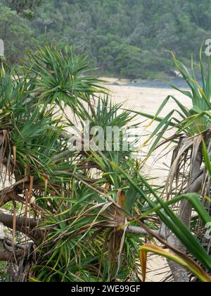 Pandanus Palm Trees o Screw Pines sulla spiaggia Foto Stock