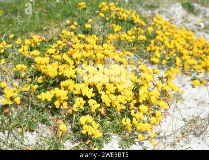 Lotus corniculatus, o un comune uccello-Foot trefoil Foto Stock