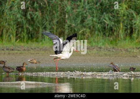 Una cicogna bianca che vola a bassa quota sull'acqua, una giornata di sole in autunno, Austria Foto Stock