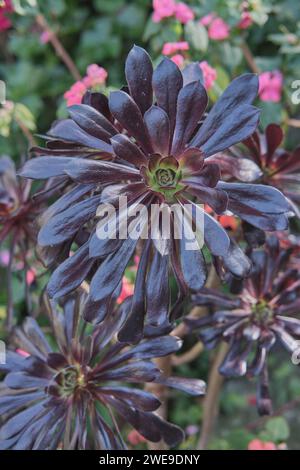 Foglie di Eonium percarneum, houseleek, verol, bejeque o puntale con bordi rossi. Foto Stock