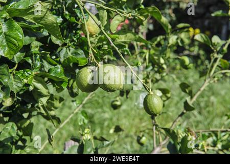 Lime fresche di limone verde sull'albero in giardino biologico Foto Stock