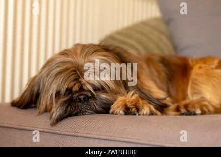 shih tzu cane che dorme sul divano a casa. Divertimento assicurato con gli animali domestici a casa Foto Stock