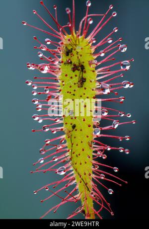 Great Sundew (Drosera anglica) Close-up of Flower, Beinn Eighe National Nature Reserve, Wester Ross, Scozia, giugno 2003 Foto Stock