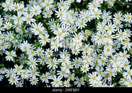 Greater Stitchwort (Stellaria holostea) fiorì alla base del campo arabile confinante con la hedgerow, Berwickshire, Scottish Borders, Scozia, maggio 1988 Foto Stock