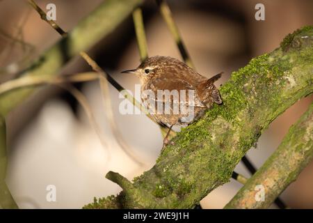 Ritratto di un Wren arroccato su un brach che guarda indietro. Profondità di campo, ramoscelli sullo sfondo. Piccolo Wren europeo da vicino. Carmarthenshire, Galles. Foto Stock