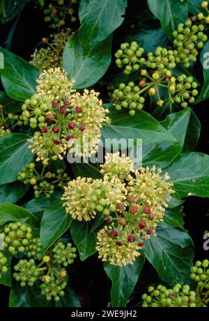 Ivy (Hedera helix) mostra fiori in diverse fasi di sviluppo, Berwickshire, Scozia, settembre 1999 Foto Stock