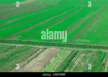 Vista aerea del campo verde con file di germogli di grano giovane Foto Stock