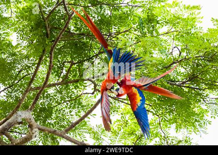 Mittelamerika, Costa Rica, Hellroter Ara, (Ara maca), Akaranga, Papagei, Foto Stock