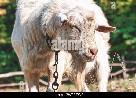 Ritratto di capra bianca al guinzaglio nel prato in una giornata di sole Foto Stock