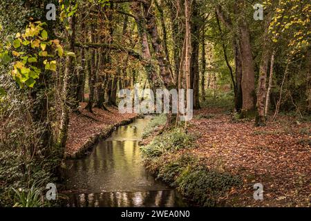 Il torrente Tehidy scorre attraverso il Tehidy Woods Country Park in Cornovaglia, nel Regno Unito. Foto Stock