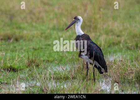 Abdimstorch (Ciconia abdimii) Foto Stock