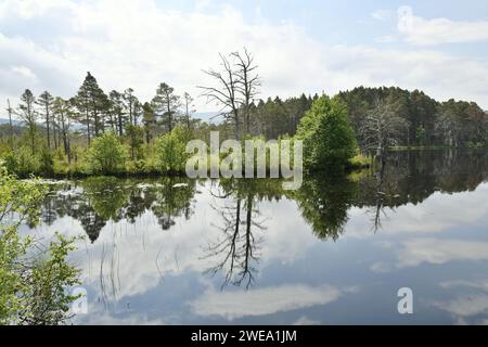 Loch Mallachie, uno dei laghi della foresta di Speyside nella foresta di Abernethy, Scozia Foto Stock