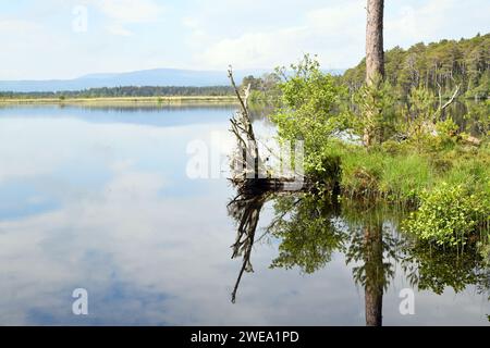 Loch Mallachie, uno dei laghi della foresta di Speyside nella foresta di Abernethy, Scozia Foto Stock