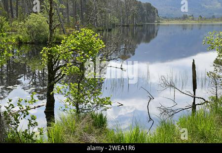 Loch Mallachie, uno dei laghi della foresta di Speyside nella foresta di Abernethy, Scozia Foto Stock