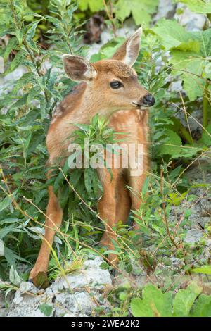 Blacktail deer, Fort Flagler State Park, Washington Foto Stock