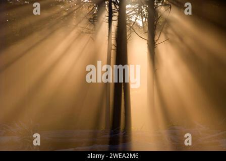 Nebbia costiera con raggi di sole al Ruby Beach, Parco Nazionale di Olympic, Washington Foto Stock