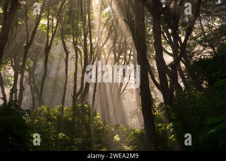 Nebbia costiera della foresta con raggi del sole a Ruby Beach, Olympic National Park, Washington Foto Stock