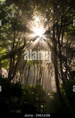 Nebbia costiera della foresta con raggi del sole a Ruby Beach, Olympic National Park, Washington Foto Stock